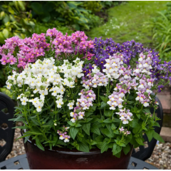 Насіння Немезія зобовидна Севент Хевен F1 mix (Zip-пакет 10 нас.) Насіння Немезія зобовидна Севент Хевен F1 mix (Zip-пакет 10 нас.)