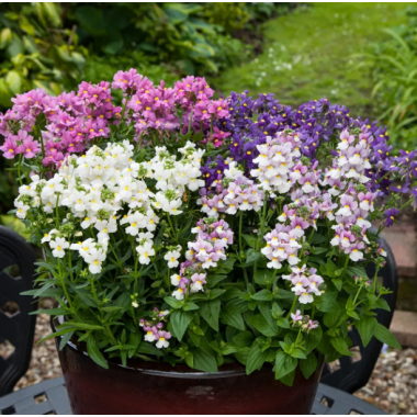 Насіння Немезія зобовидна Севент Хевен F1 mix (Zip-пакет 10 нас.) опис, характеристики, відгуки