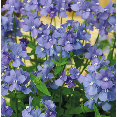 Насіння немезія зобовидна Блакитний скарб (0,1г) опис, характеристики, відгуки Насіння немезія зобовидна Блакитний скарб (0,1г) опис, характеристики, відгуки