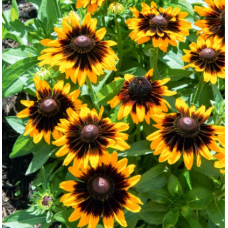 Насіння рудбекія ворсиста Сонора ( Zip-пакет 10 нас.)