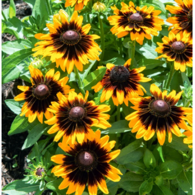 Насіння рудбекія ворсиста Сонора ( Zip-пакет 10 нас.) опис, характеристики, відгуки Насіння рудбекія ворсиста Сонора ( Zip-пакет 10 нас.) опис, характеристики, відгуки