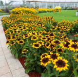 Насіння рудбекія ворсиста Сонора ( Zip-пакет 10 нас.) опис, характеристики, відгуки Насіння рудбекія ворсиста Сонора ( Zip-пакет 10 нас.) опис, характеристики, відгуки