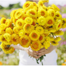 Семена гелихризум (бессмертник) Свизл Гигант лимонно-желтый (Zip-пакет 0,2г)