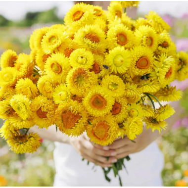 Насіння Геліхризум (безсмертник) Свізл Гігант лимонно-жовтий (Zip-пакет 0,2г) опис, характеристики, відгуки Насіння Геліхризум (безсмертник) Свізл Гігант лимонно-жовтий (Zip-пакет 0,2г) опис, характеристики, відгуки