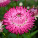 Насіння Геліхризум (безсмертник) Свізл Гігант яскраво-рожевий (Zip-пакет 0,2г) опис, характеристики, відгуки