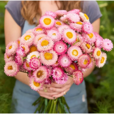 Семена гелихризум (бессмертник) Свизл Гигант ярко-розовый (Zip-пакет 0,2г)