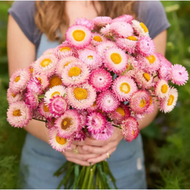 Насіння Геліхризум (безсмертник) Свізл Гігант яскраво-рожевий (Zip-пакет 0,2г) опис, характеристики, відгуки