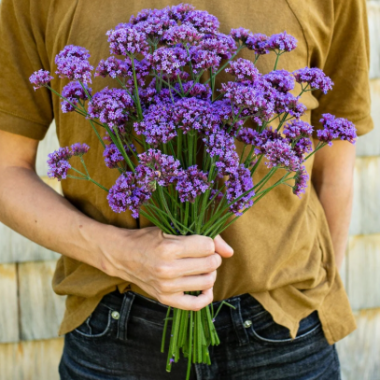 Насіння вербена багаторічна бонарська Пурпел Хейз (Zip-пакет 10 нас.) опис, характеристики, відгуки