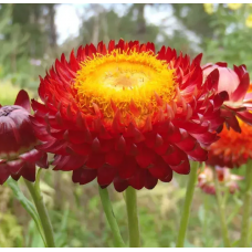 Семена гелихризум (бессмертник) Свизл Гигант скарлет (Zip-пакет 0,2г)