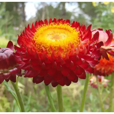 Насіння Геліхризум (безсмертник) Свізл Гігант скарлет (Zip-пакет 0,2г) опис, характеристики, відгуки