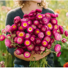 Семена гелихризум (бессмертник) Свизл Гигант розово-фиолетовый (Zip-пакет 0,2г)