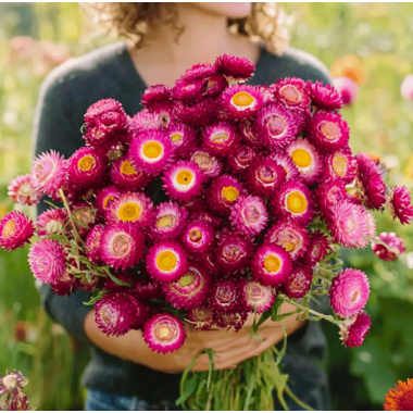 Насіння Геліхризум (безсмертник) Свізл Гігант рожево-фіолетовий (Zip-пакет 0,2г) опис, характеристики, відгуки