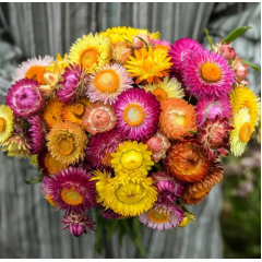Насіння Геліхризум (безсмертник) Султан суміш (Zip-пакет 0,2г)
