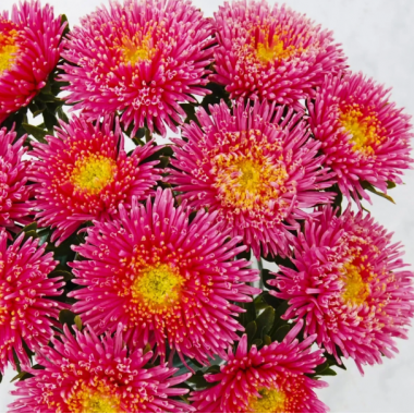 Насіння айстра букетна Арлекін рожева (0,1г) опис, характеристики, відгуки