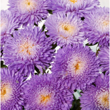 Насіння айстра букетна Арлекін блакитна (0,1г)