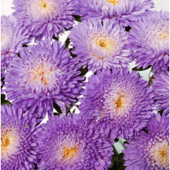 Насіння айстра букетна Арлекін блакитна (0,1г) Насіння айстра букетна Арлекін блакитна (0,1г)