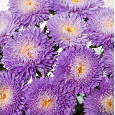 Семена астра букетная Арлекин голубая (0,1г) описание, отзывы, характеристики