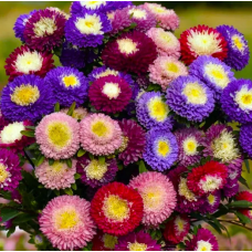 Насіння айстра Помпон Супрім суміш (0,3г)
