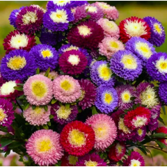 Насіння айстра Помпон Супрім суміш (0,3г) Насіння айстра Помпон Супрім суміш (0,3г)