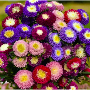 Насіння айстра Помпон Супрім суміш (0,3г) опис, характеристики, відгуки Насіння айстра Помпон Супрім суміш (0,3г) опис, характеристики, відгуки