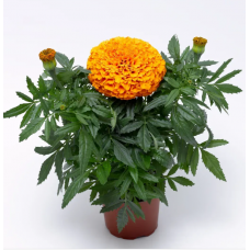 Насіння чорнобривці прямостоячі Інка ІІ F1 orange (Zip-пакет 10 нас.)