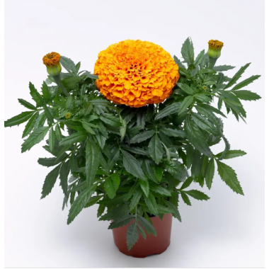 Семена бархатцы прямостоящие Инка ІІ F1 orange (Zip-пакет 10 семян) описание, отзывы, характеристики