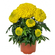 Насіння чорнобривці прямостоячі Інка ІІ F1 yellow (Zip-пакет 10 нас.)