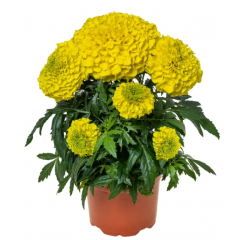 Семена бархатцы прямостоящие Инка ІІ F1 yellow (Zip-пакет 10 семян)