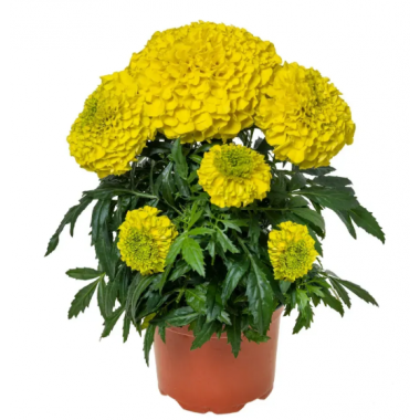 Семена бархатцы прямостоящие Инка ІІ F1 yellow (Zip-пакет 10 семян) описание, отзывы, характеристики