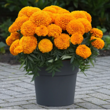 Насіння чорнобривці прямостоячі Перфекшен F1 orange (Zip-пакет 10 нас.)