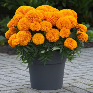 Семена бархатцы прямостоящие Перфекшен F1 orange (Zip-пакет 10 семян) описание, отзывы, характеристики