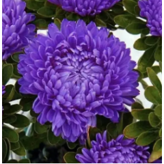 Насіння айстра Бютіфул Дей темно-синя (Zip-пакет 0,1г)