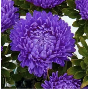 Насіння айстра Бютіфул Дей темно-синя (Zip-пакет 0,1г) опис, характеристики, відгуки