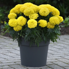 Насіння чорнобривці прямостоячі Перфекшен F1 yellow (Zip-пакет 10 нас.)