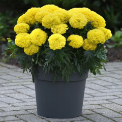 Семена бархатцы прямостоящие Перфекшен F1 yellow (Zip-пакет 10 семян)