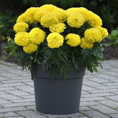 Семена бархатцы прямостоящие Перфекшен F1 yellow (Zip-пакет 10 семян) описание, отзывы, характеристики