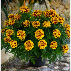Семена бархатцы низкорослые Манго Танго (Zip-пакет 10 семян)