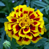 Семена бархатцы низкорослые Манго Танго (Zip-пакет 10 семян) описание, отзывы, характеристики