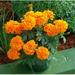 Семена бархатцы триплоидные Зенит F1 deep orange (Zip-пакет 10 семян)