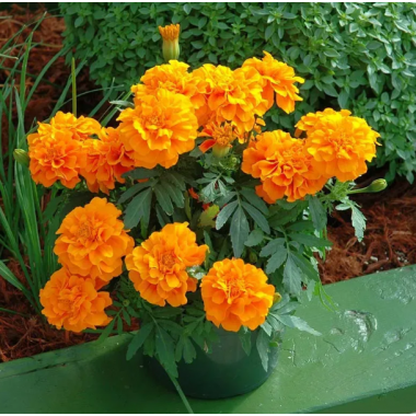 Семена бархатцы триплоидные Зенит F1 deep orange (Zip-пакет 10 семян) описание, отзывы, характеристики