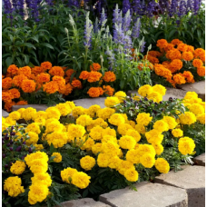 Насіння чорнобривці триплоїдні Зеніт F1 bright yellow (Zip-пакет 10 нас.)