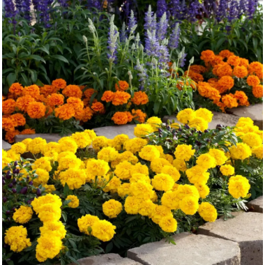 Семена бархатцы триплоидные Зенит F1 bright yellow (Zip-пакет 10 семян) описание, отзывы, характеристики