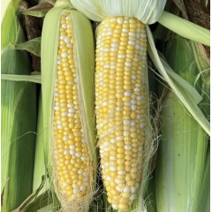 Насіння Кукурудза біколор БСС 1075 F1 (2г) Насіння Кукурудза біколор БСС 1075 F1 (2г)