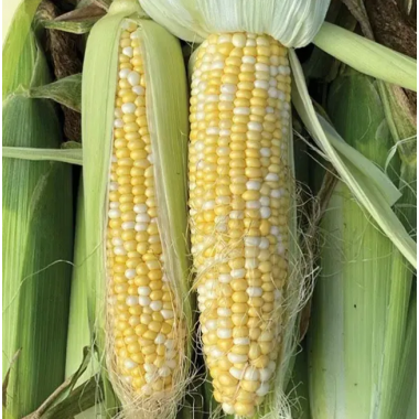 Насіння Кукурудза біколор БСС 1075 F1 (2г) опис, характеристики, відгуки Насіння Кукурудза біколор БСС 1075 F1 (2г) опис, характеристики, відгуки