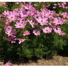 Семена космея Вега розовая (0,5г)