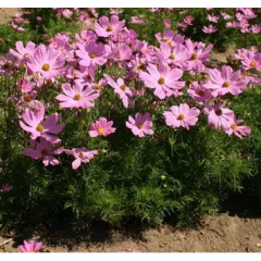 Насіння космея Вега рожева (0,5г)