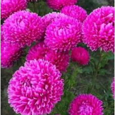 Насіння айстра Хризантелла Наречена втікачка (рожева) (Zip-пакет 0,05г)