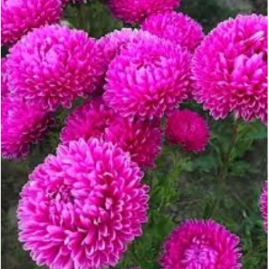 Насіння айстра Хризантелла Наречена втікачка (рожева) (Zip-пакет 0,05г) опис, характеристики, відгуки