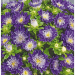 Семена астра низкорослая Гном Дарк (0,25г)