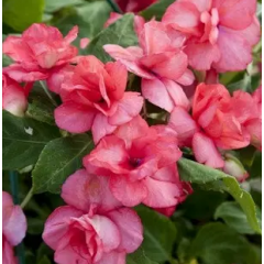 Насіння бальзамін Уоллера Баланс кораловий (Zip-пакет 10 насінин)